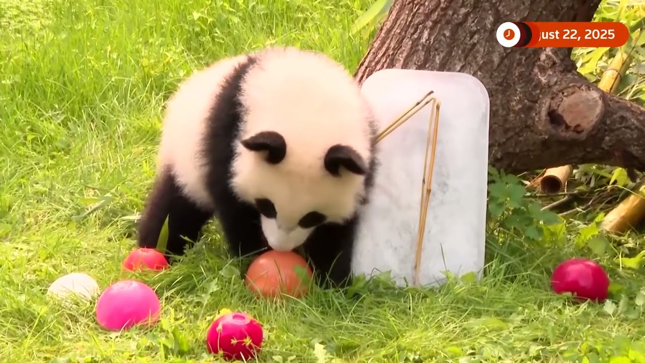 Berlin Zoo celebrates first birthday of twin baby pandas | REUTERS