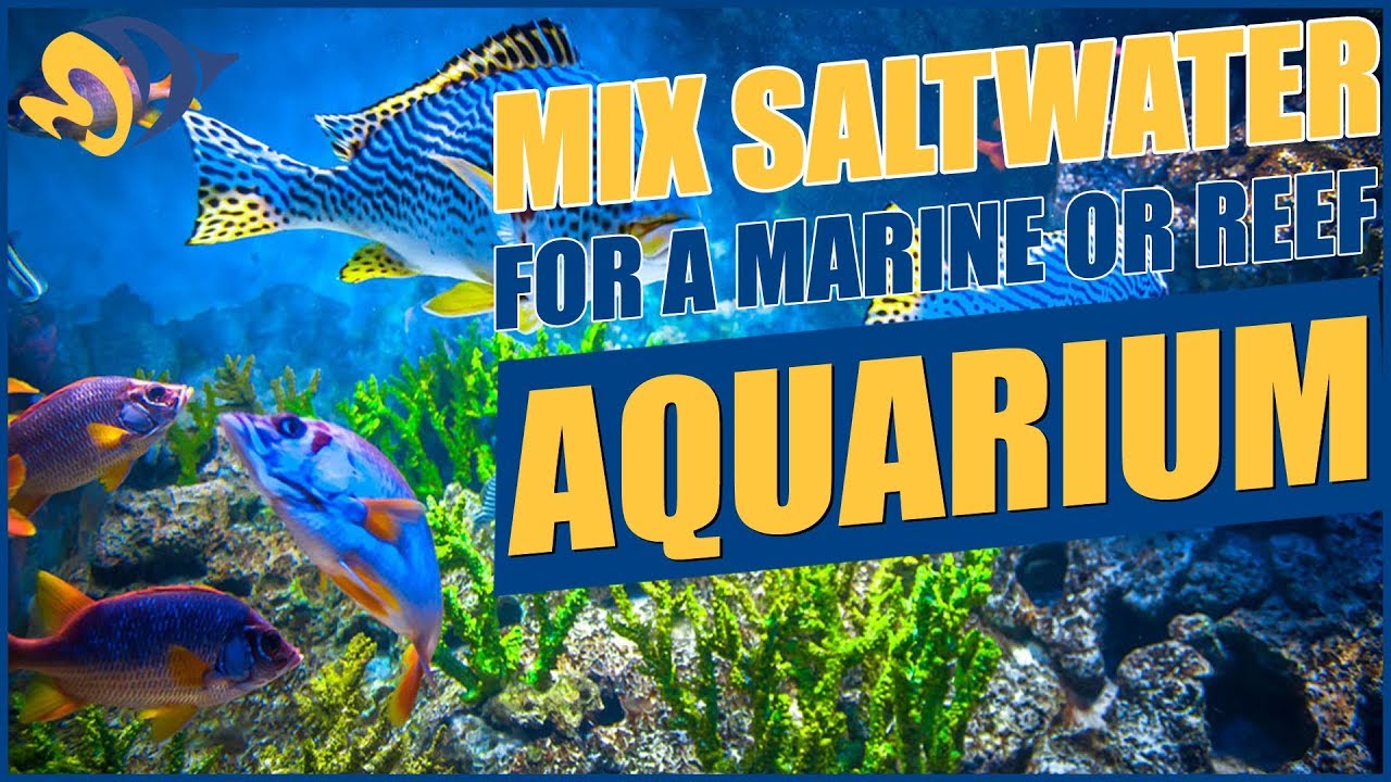 How To Mix Saltwater For Your Aquarium