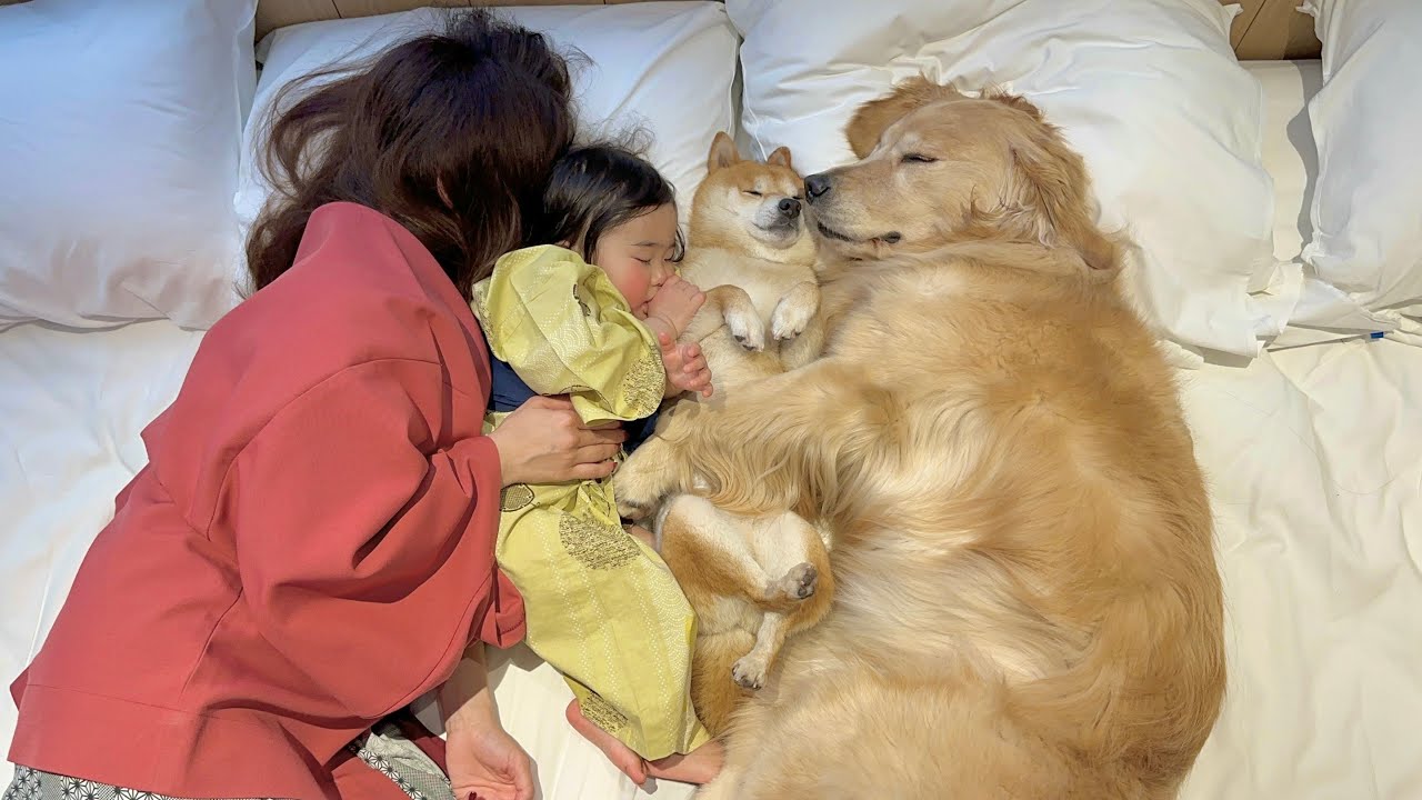 眠くなるとみんなでくっつき合って眠る豆柴とゴールデンレトリバーと1歳児が可愛すぎました....
