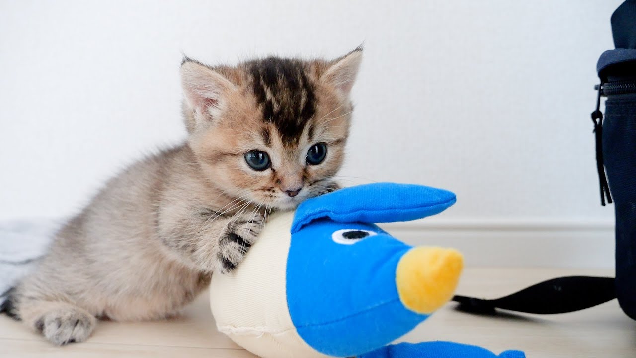 Kitten Kiki has made new friends!