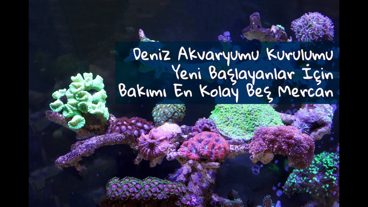 Deniz Akvaryumu Kurulumu: Yeni Başlayanlar İçin Bakımı En Kolay Beş Mercan Türü