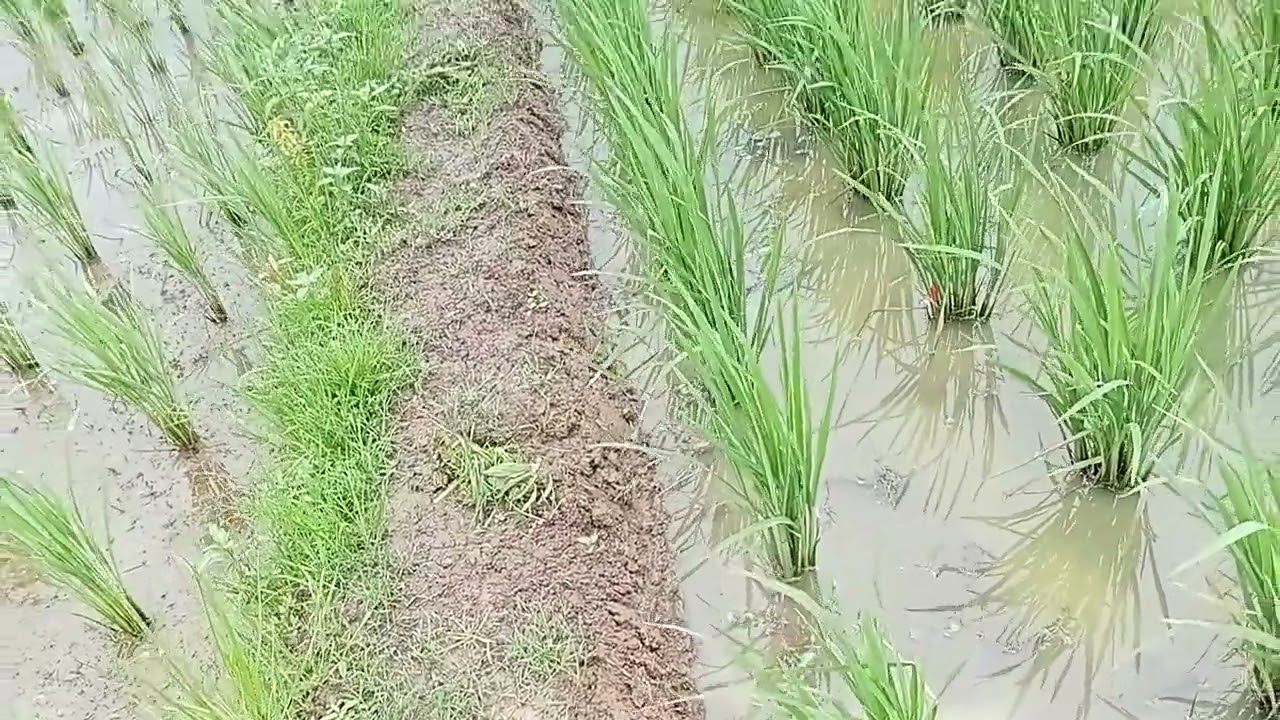 Inilah pesawahan Petani krasak sidamulya blok lengbaya 👍