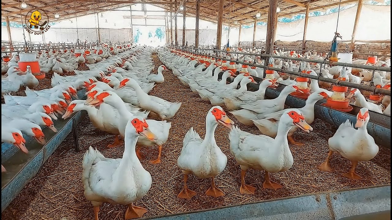 Duck Farm Life - Raising Muscovy Ducks, Egg Collection & Egg Business