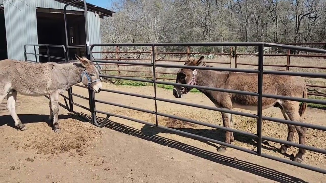 Donkeys healed remotely@ThePhoenixrisingheal
