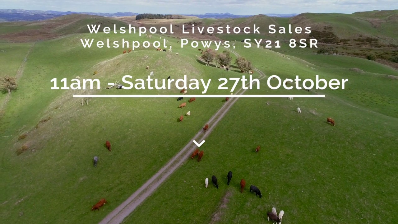 Richard Tudor dispersal sale 1080HD