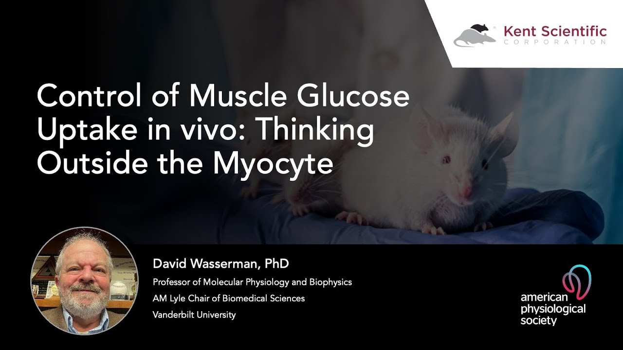 Control of Muscle Glucose Uptake in vivo: Thinking Outside the Myocyte