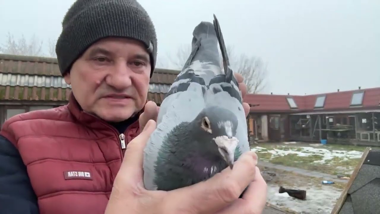 Gołębie Janssen Merx,Vos z Niemiec od Holca do rozpłodu 513016809 Artur Pawelec