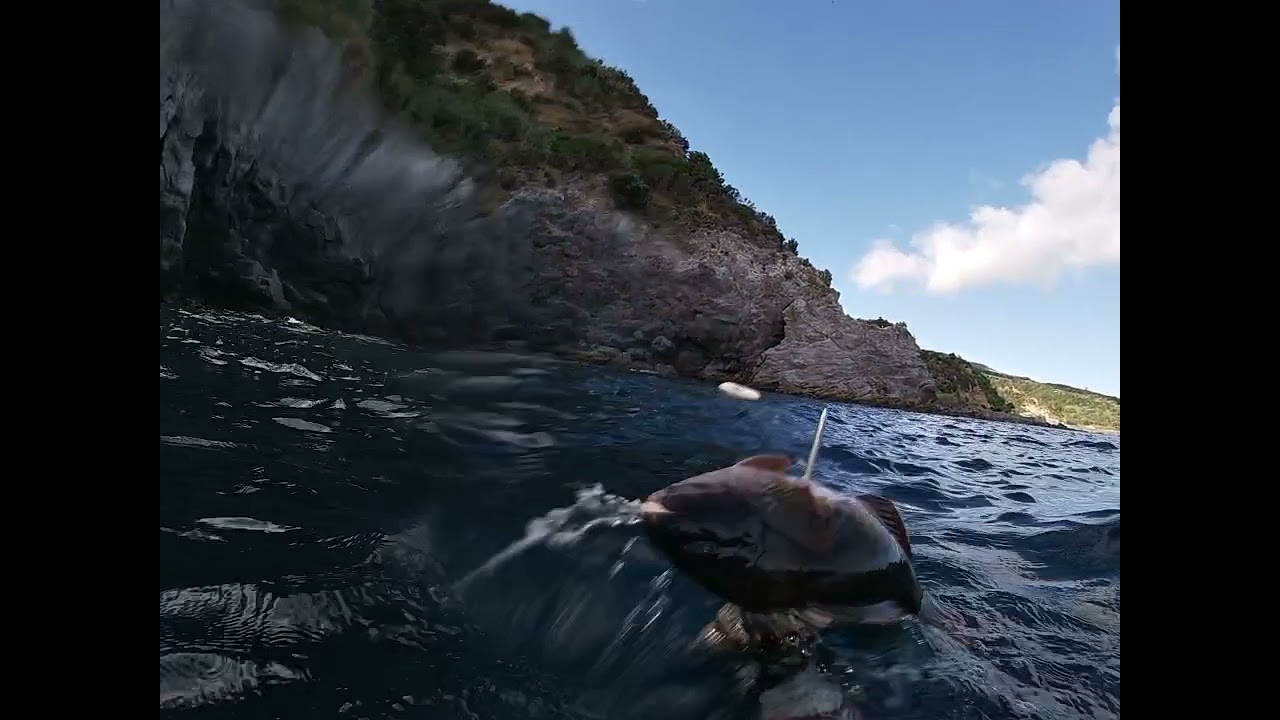 pesca submarina azores São Miguel pisão da vila