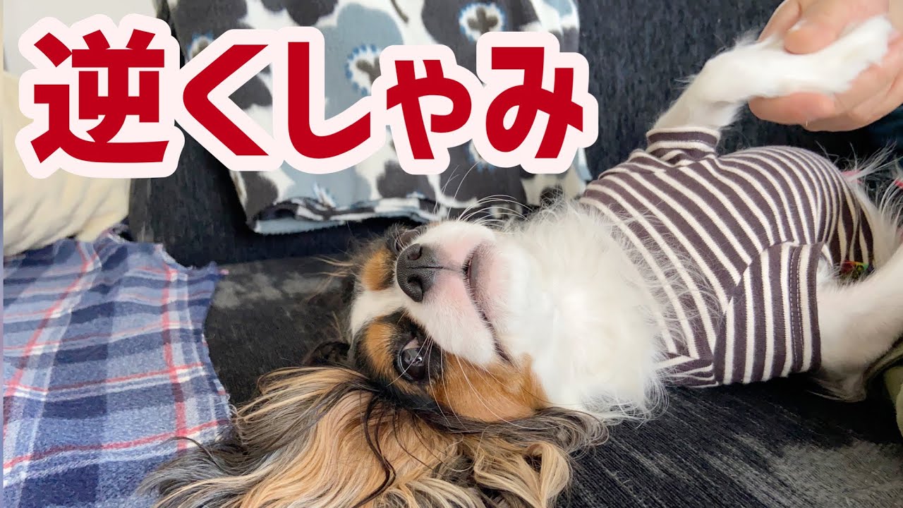【犬の病気／SLE疑い】くしゃみ・鼻水・咳が止まらない愛犬うにPart2(2歳9ヶ月)