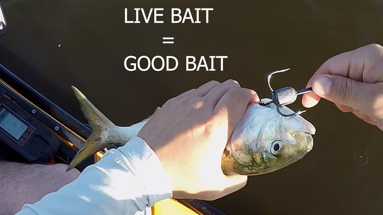 Live Lining Bunker For Striped Bass