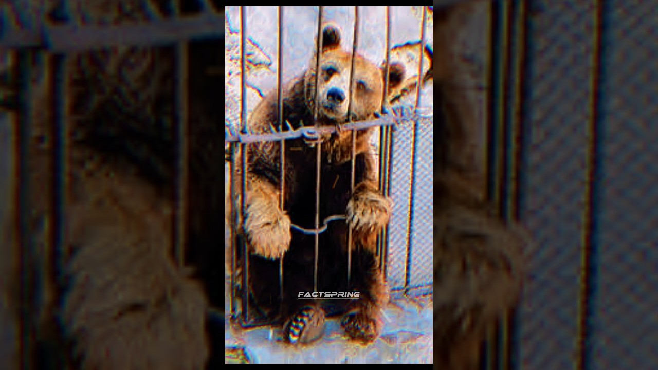 Fashion is the biggest threat to animals||🤯 #shorts