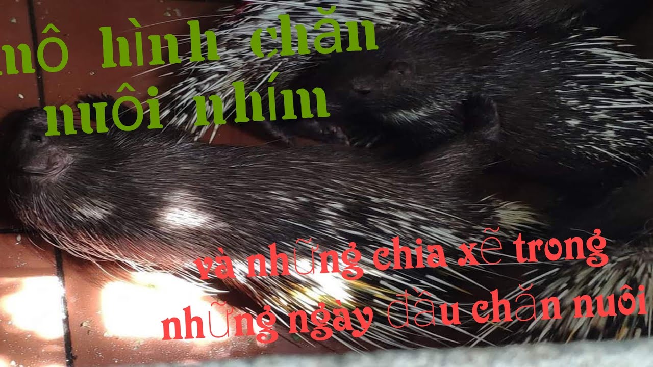 NN_ mô hình chăn nuôi nhím và những chia xẽ sau những ngày đầu chăn nuôi