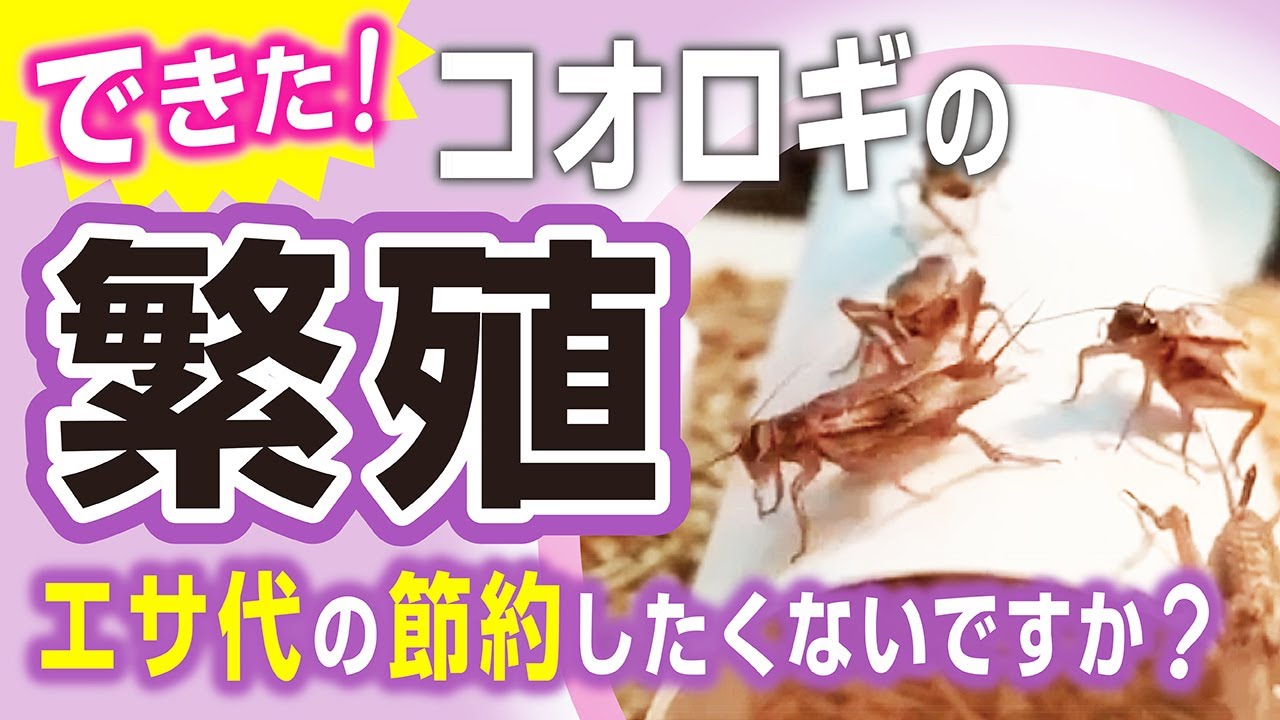 コオロギの繁殖（目指せ！エサ代節約）