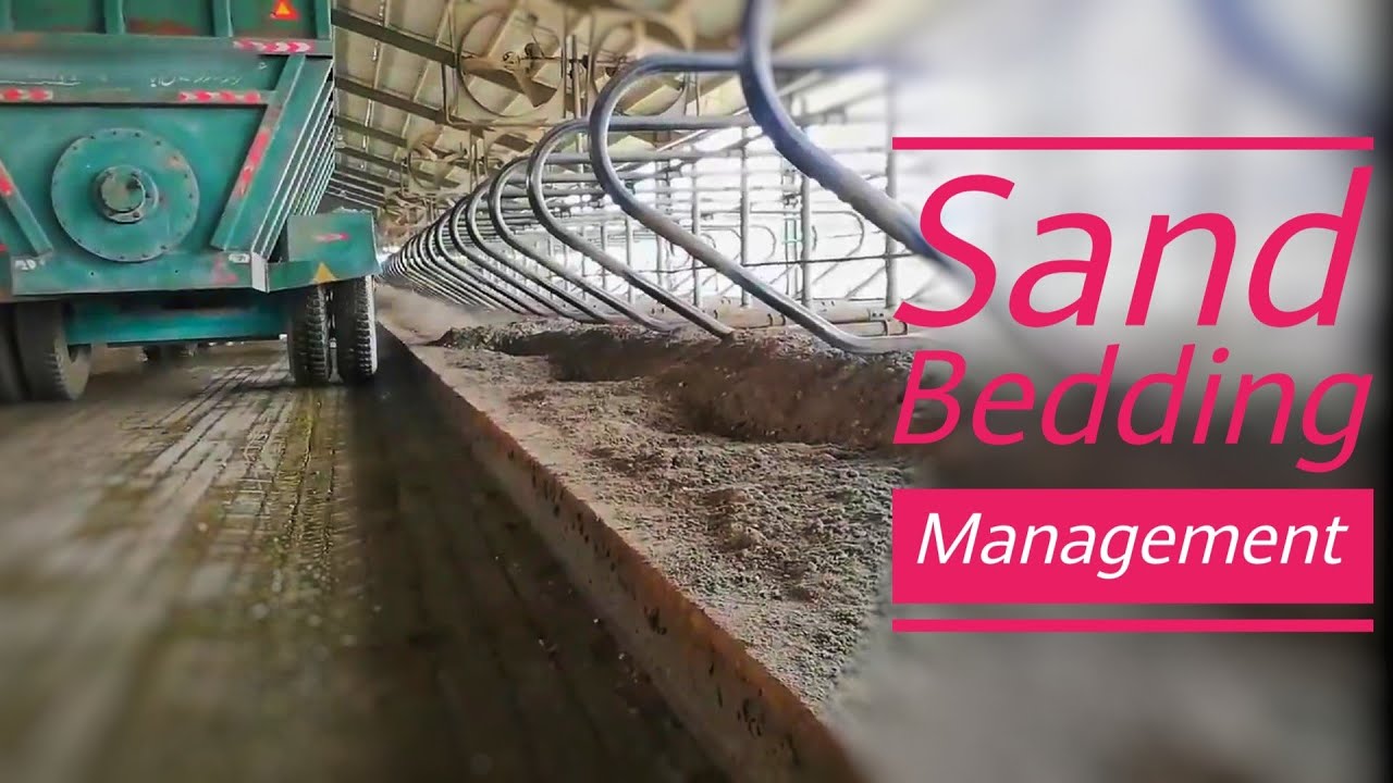 Dairy Farm Sand Bedding Management