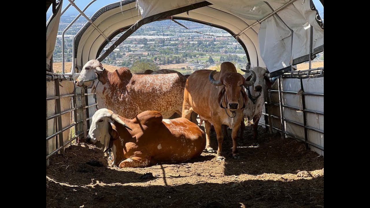 Help Build a Barn for Goshala | Phase 1 construction