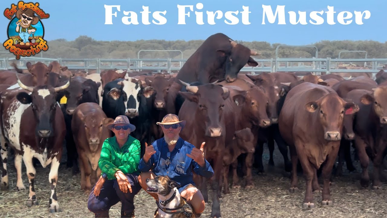 Cattle Mustering in Western Australia