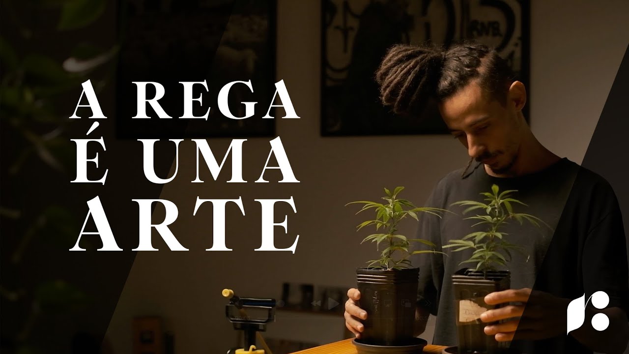 Como regar suas plantas de cannabis? | Dicas essenciais para seu cultivo.