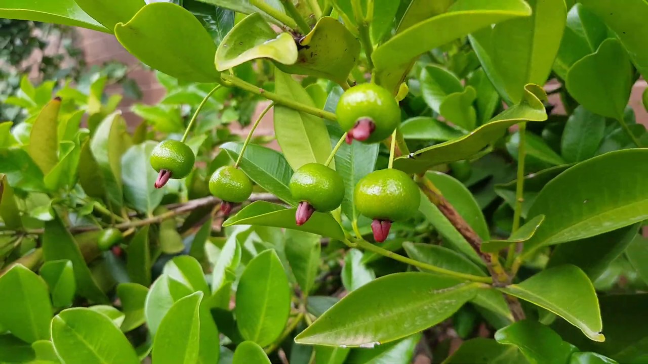 Grumichama Fruit are rare Tropical Cherries