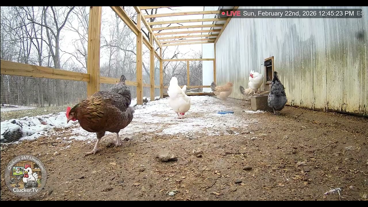 Chicken Cam Clips
