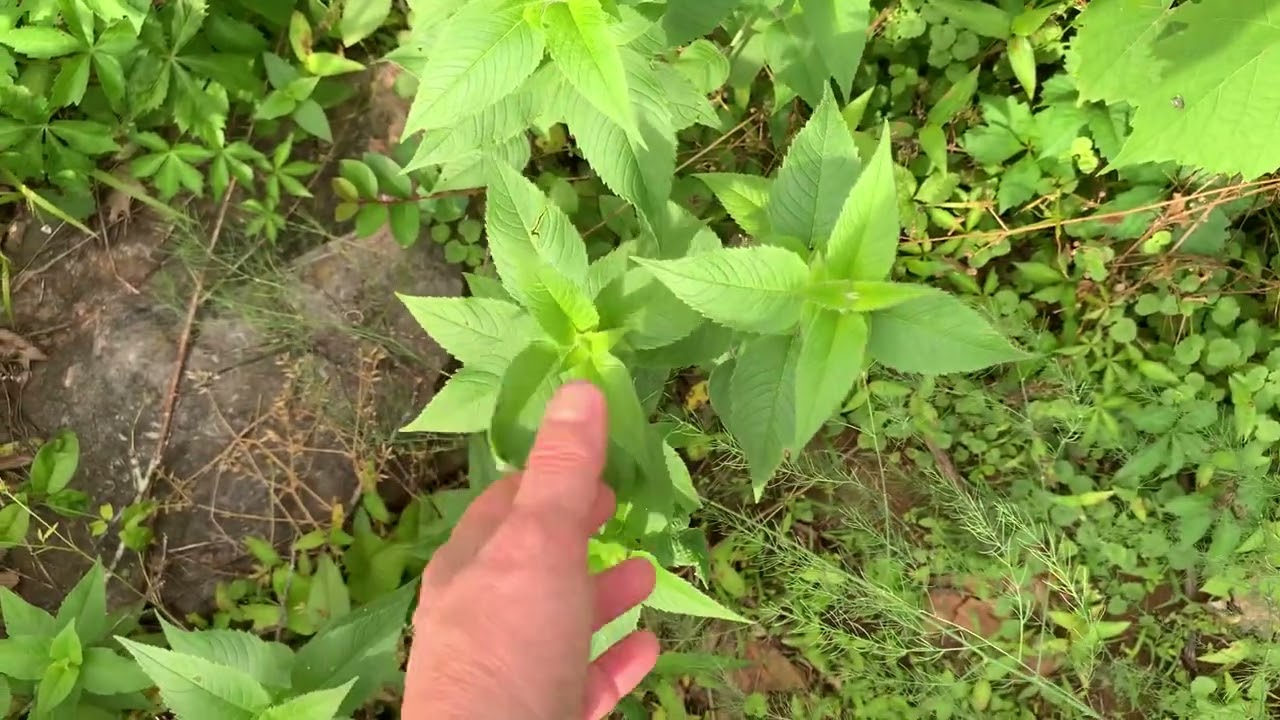 Square Spiral Garden: Artemisia in Full Bloom! Chinese Yam Bed 18 May 2025