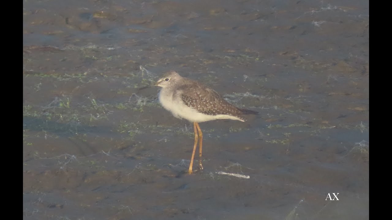 Mindre gulbena - lesser yellowlegs - Tringa flavipes