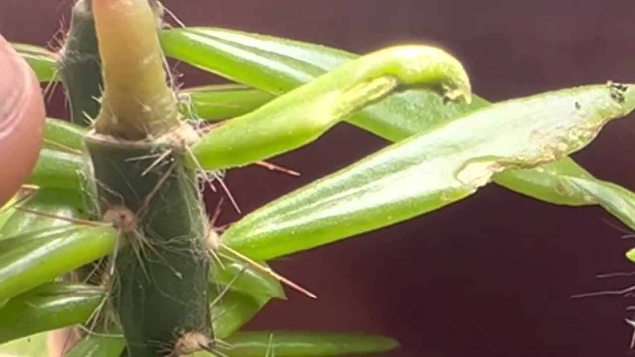 How I graft Trichocereus seedlings to Pereskiopsis