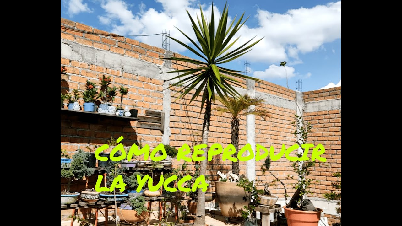 CÓMO REPRODUCIR LA YUCA || YUCA PATA DE ELEFENTE || YUCA ORNAMENTAL || PARTE 1