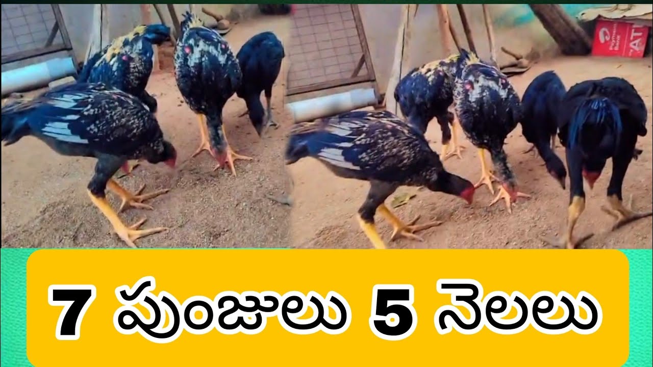 #KVR BREEDES#thanks to all 🙏#bhimavaram chicks#peru cross chicks#chicks#patta punjulu#birds#chicken