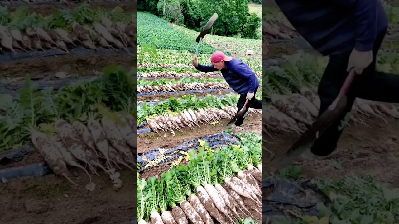 Organic  Radish Harvest #satisfying #shortsvideo