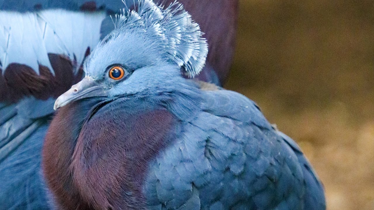 Victoria Crowned Pigeon Peeps!