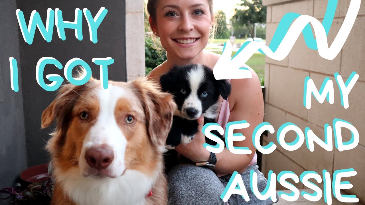 Watch this if you're thinking of getting another puppy!!!