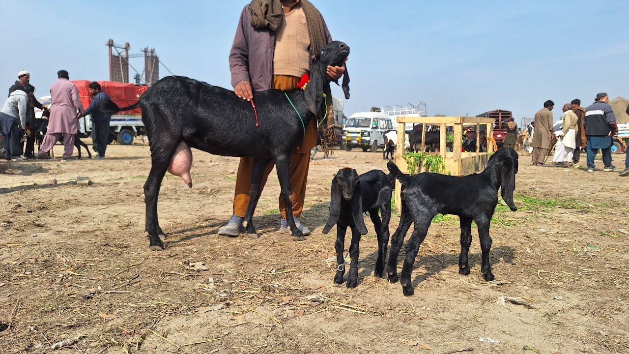 New Bakra Mandi Punjab Pakistan TopClass Beetal Goats|Breeder Bakry|BeetalGoat Baby