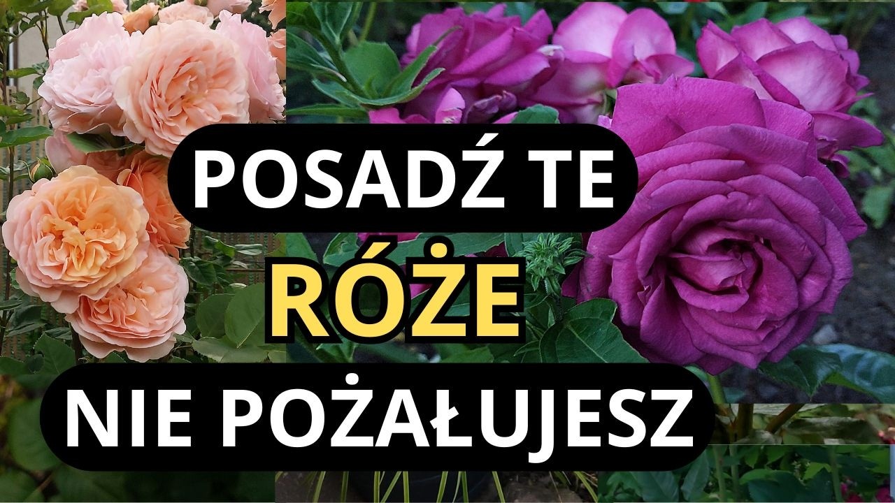 RÓŻE- 7 najlepszych odmian, zdrowe, pięknie kwitnące i pachnące róże do każdego ogrodu