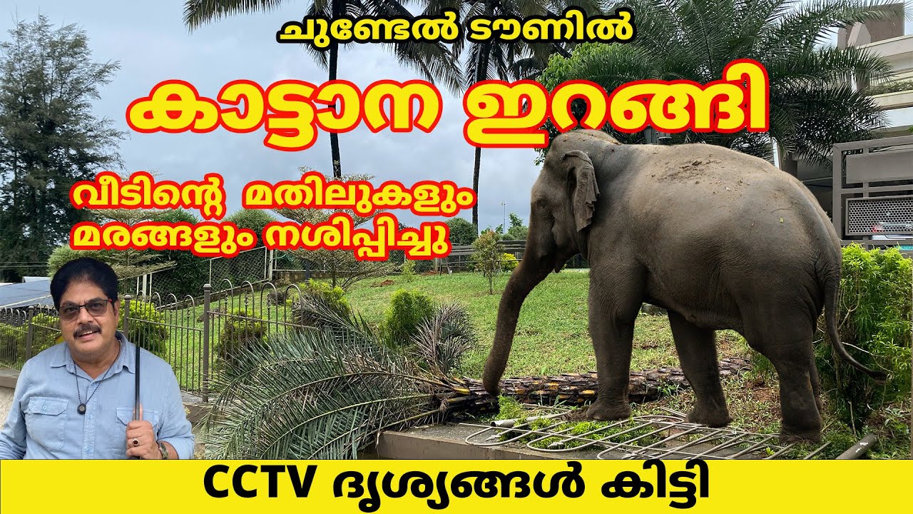 ചുണ്ടേൽ ടൗണിൽ കാട്ടാന ഇറങ്ങി വീടിന്റെ  മതിലുകളും മരങ്ങളും നശിപ്പിച്ചു #elephant #wayanad #forest