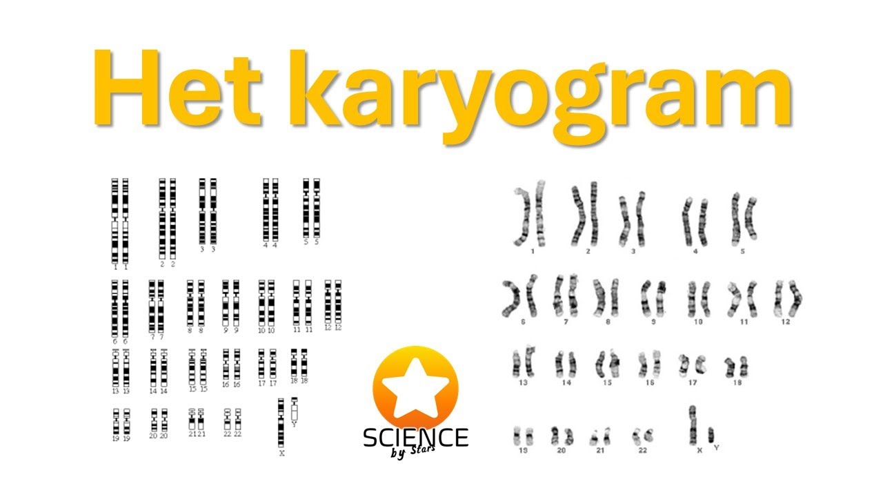 Karyogram - chromosomenkaart