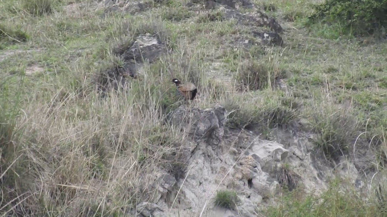 Black Francolin (Francolinus francolinus). Birds of Padhri Game Reserve.