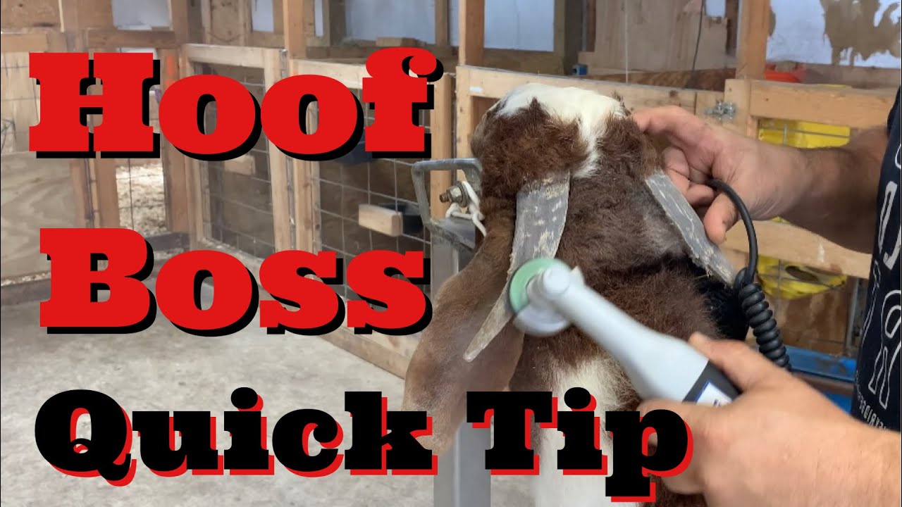 Hoof Boss Quick Tip(Boer Goats)