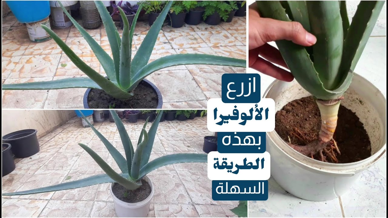 أسهل طريقة للإكثار من صبار الألوفيرا