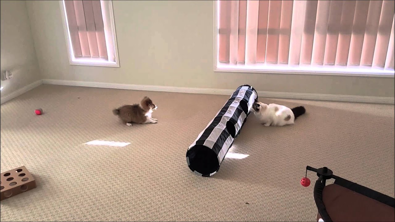 Sheltie Shetland Sheepdog puppy and cat kitten playing together