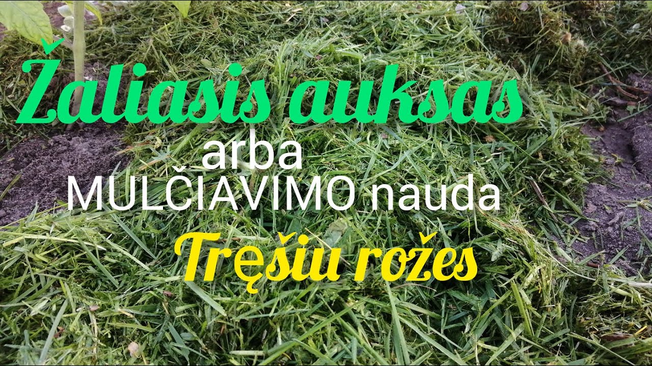 Mulčiavimo nauda augalams, rožių tręšimas