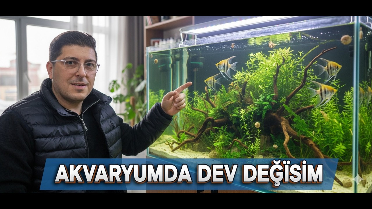 Hİ-TECH TANKTA İLK DEĞİŞİM! 🌿 Melek Balıklarında Yeni Eşleşmeler ve Temizlik Ekibi