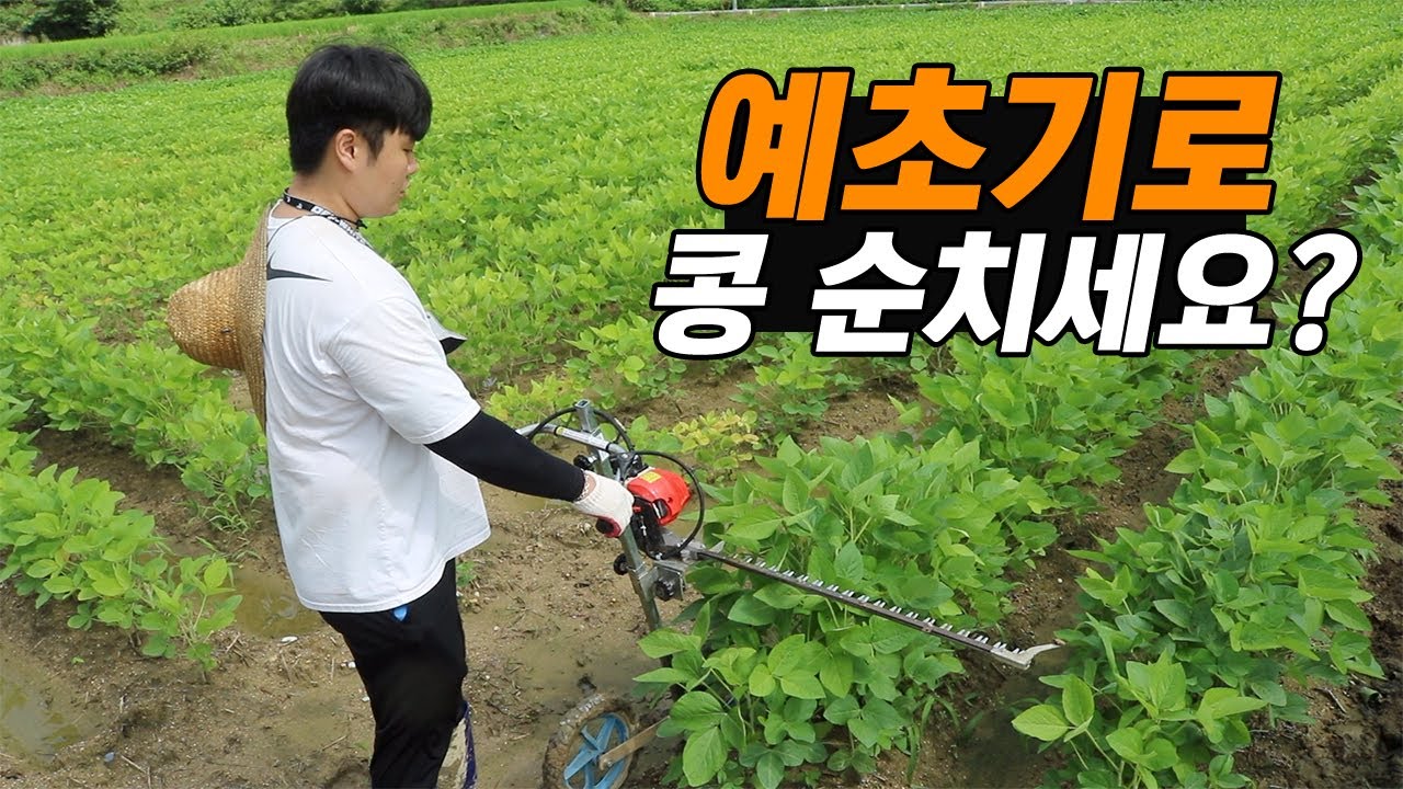 콩 적심기로 콩 밭 순치기 1시간에 1,000평 작업