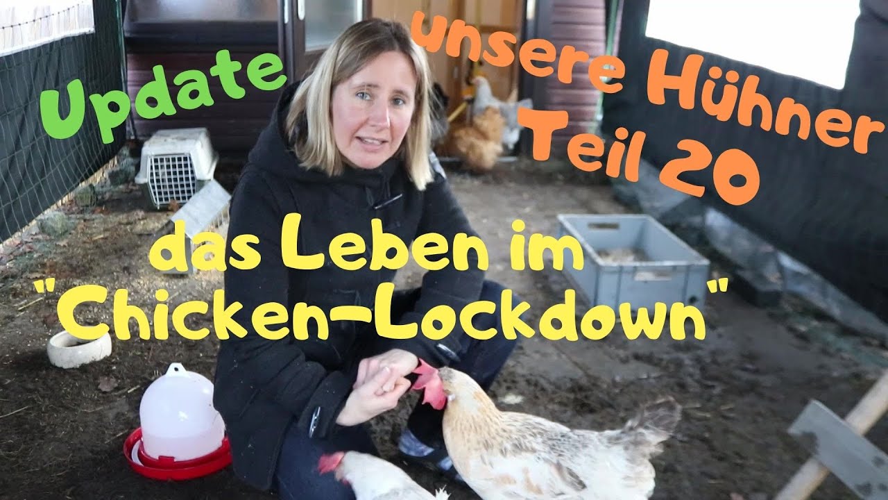 unsere Hühner Teil 20: Update aus dem Hühner-Lockdown, die Stallpflicht und das Hühnerleben
