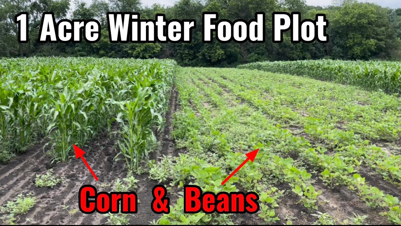 Soybean and Corn Food Plot 1 Acre No Fertilizer