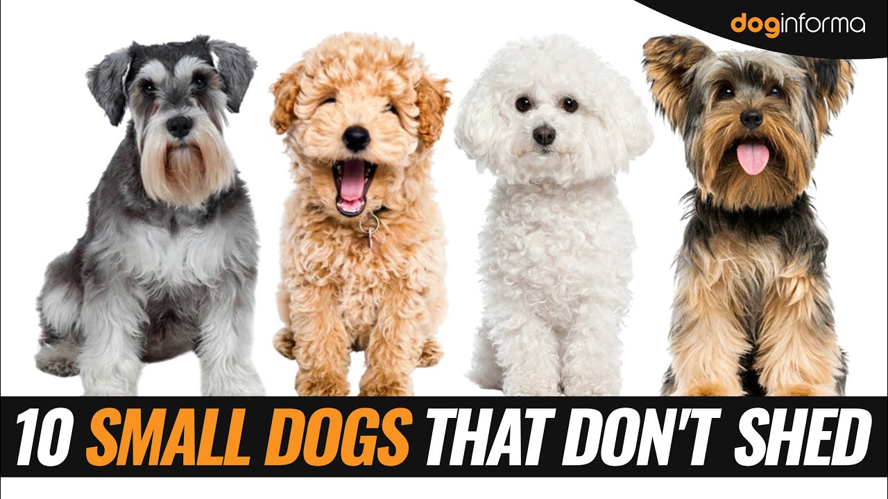 10 Small Dog Breeds That Don't Shed - Non Shedding Hypoallergenic Small Dogs