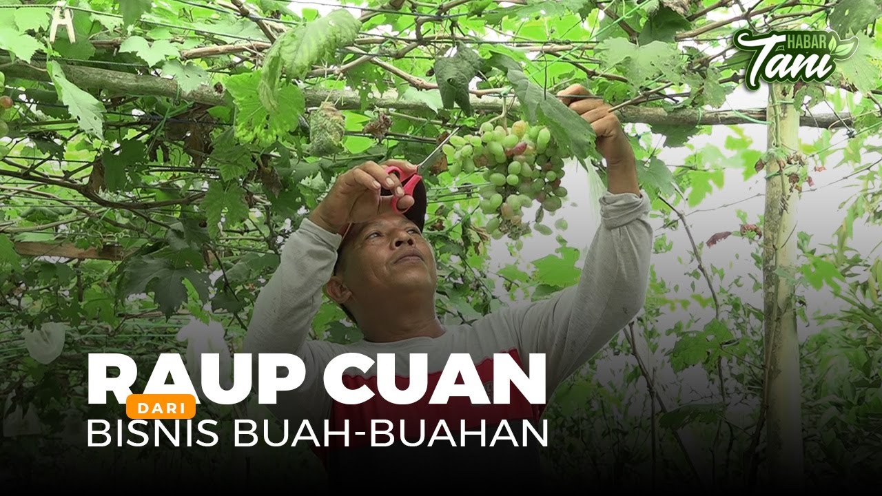Sukses Budidaya Buah-Buahan, Mampu Menyekolahkan Anaknya Ke Luar Negeri - Habar Tani