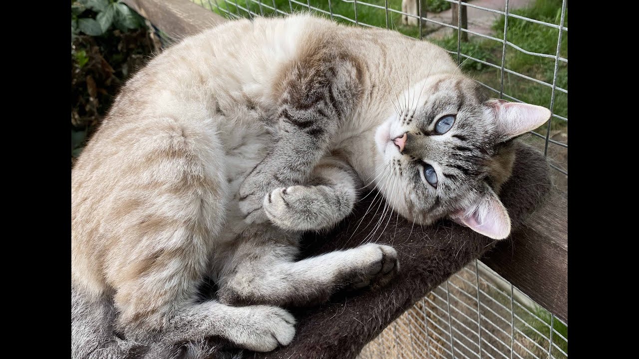 6 Minuten im Katzenparadies
