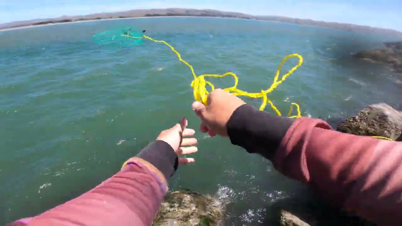 Limit Red/Rock Crabs under 2 hrs @Bodega bay+ Bat Rays at Bay Area