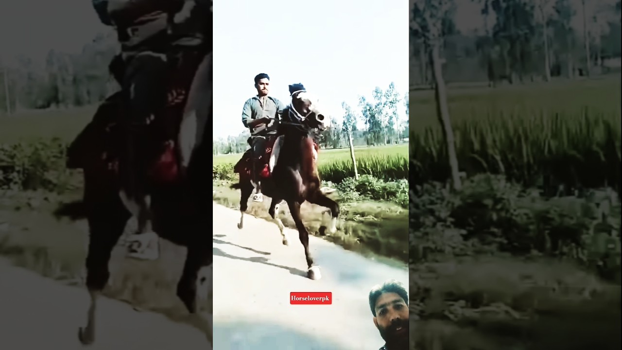 horse riding training zuljinah horse farm #horseridingschool #equestrian #sterstallion #horse