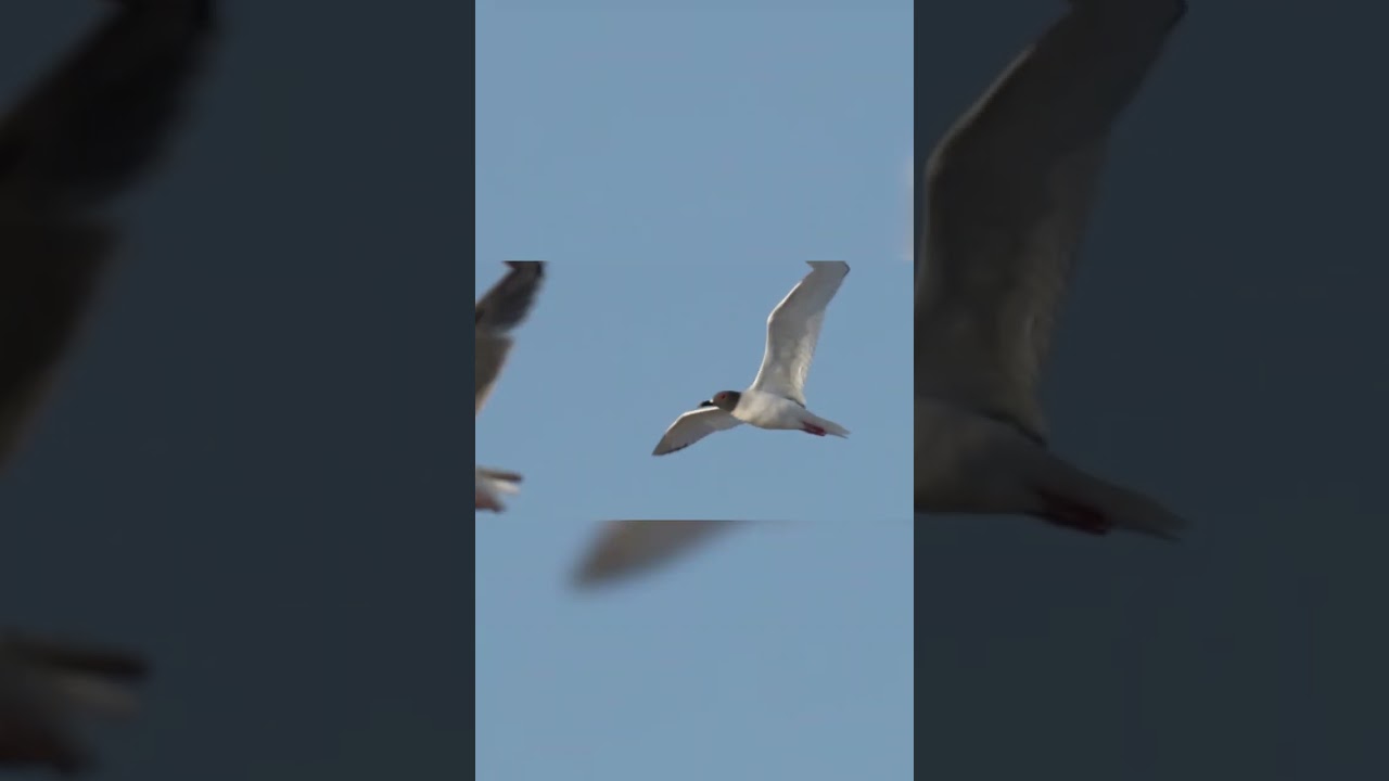 🌍 Together We Fly: Top 10 Most Social and Community-Oriented Birds 🐦 1